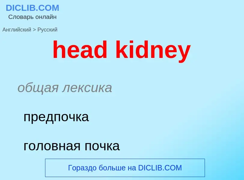 ¿Cómo se dice head kidney en Ruso? Traducción de &#39head kidney&#39 al Ruso