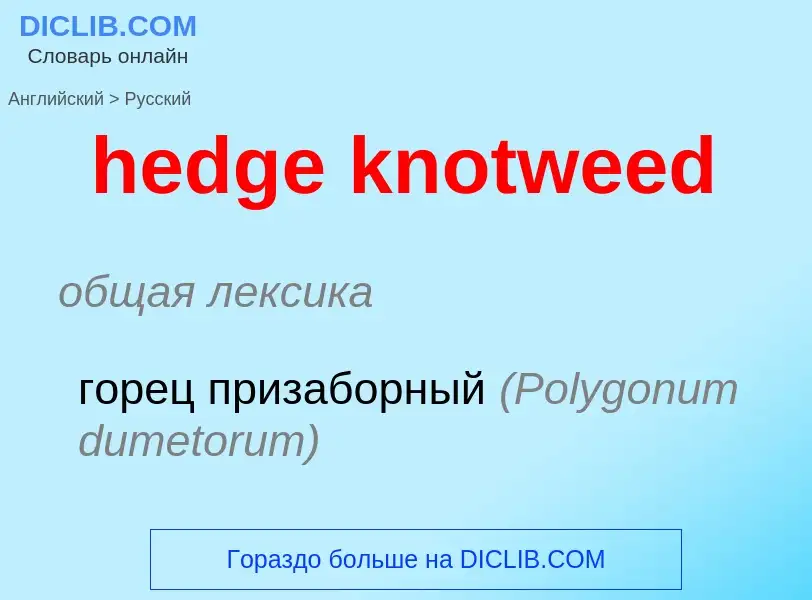 Μετάφραση του &#39hedge knotweed&#39 σε Ρωσικά