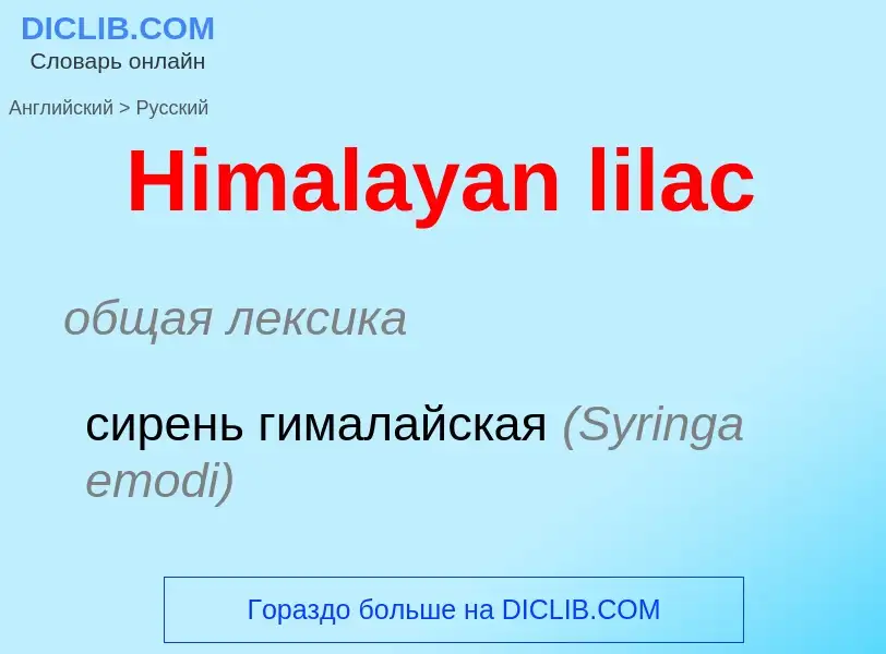 Como se diz Himalayan lilac em Russo? Tradução de &#39Himalayan lilac&#39 em Russo