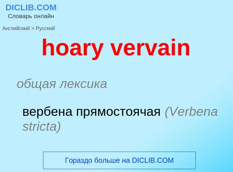 ¿Cómo se dice hoary vervain en Ruso? Traducción de &#39hoary vervain&#39 al Ruso