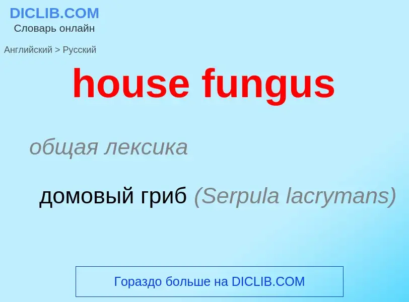 Μετάφραση του &#39house fungus&#39 σε Ρωσικά