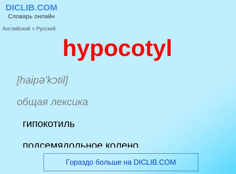 Как переводится hypocotyl на Русский язык