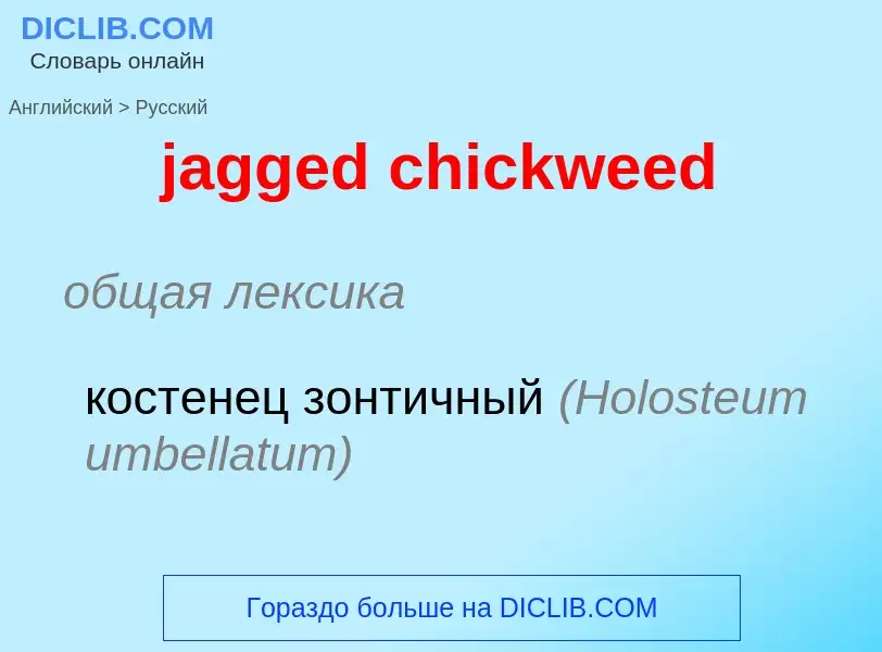 Vertaling van &#39jagged chickweed&#39 naar Russisch