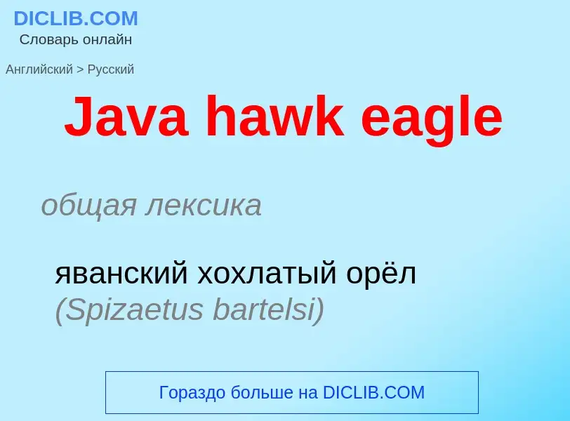 What is the Russian for Java hawk eagle? Translation of &#39Java hawk eagle&#39 to Russian