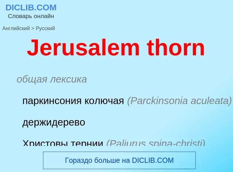 What is the Russian for Jerusalem thorn? Translation of &#39Jerusalem thorn&#39 to Russian