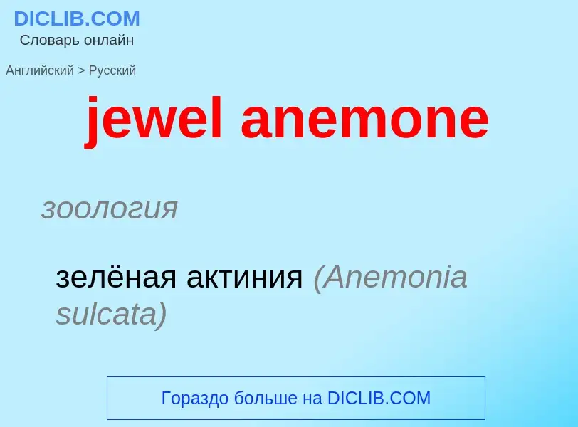 ¿Cómo se dice jewel anemone en Ruso? Traducción de &#39jewel anemone&#39 al Ruso