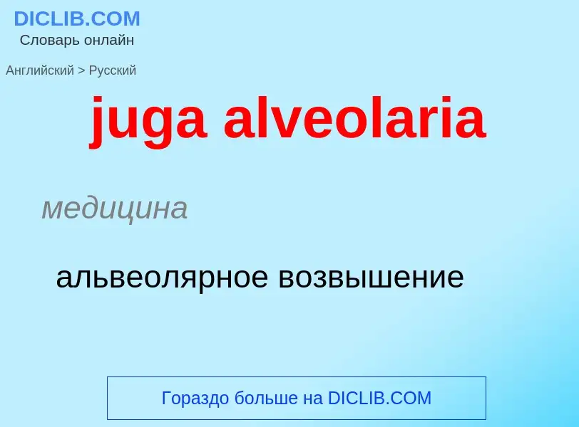 Как переводится juga alveolaria на Русский язык