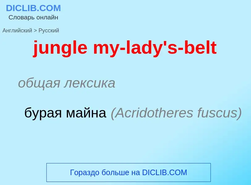 What is the Russian for jungle my-lady's-belt? Translation of &#39jungle my-lady's-belt&#39 to Russi