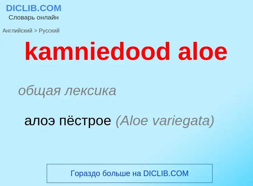 Как переводится kamniedood aloe на Русский язык