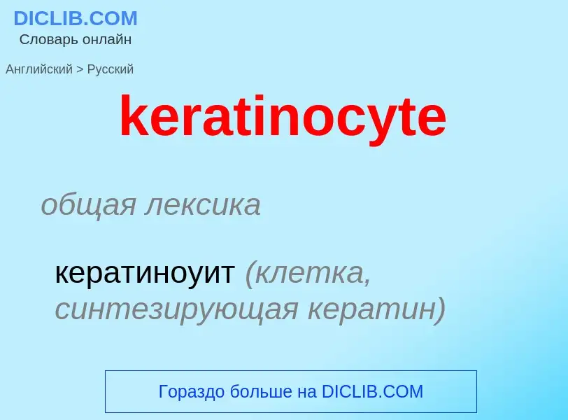 ¿Cómo se dice keratinocyte en Ruso? Traducción de &#39keratinocyte&#39 al Ruso