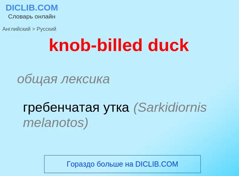 ¿Cómo se dice knob-billed duck en Ruso? Traducción de &#39knob-billed duck&#39 al Ruso