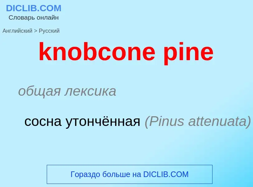 ¿Cómo se dice knobcone pine en Ruso? Traducción de &#39knobcone pine&#39 al Ruso