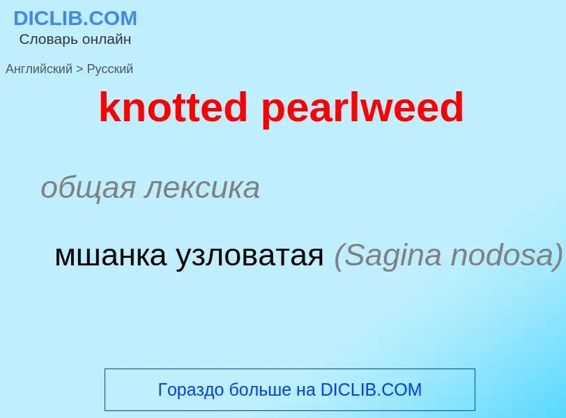 Μετάφραση του &#39knotted pearlweed&#39 σε Ρωσικά