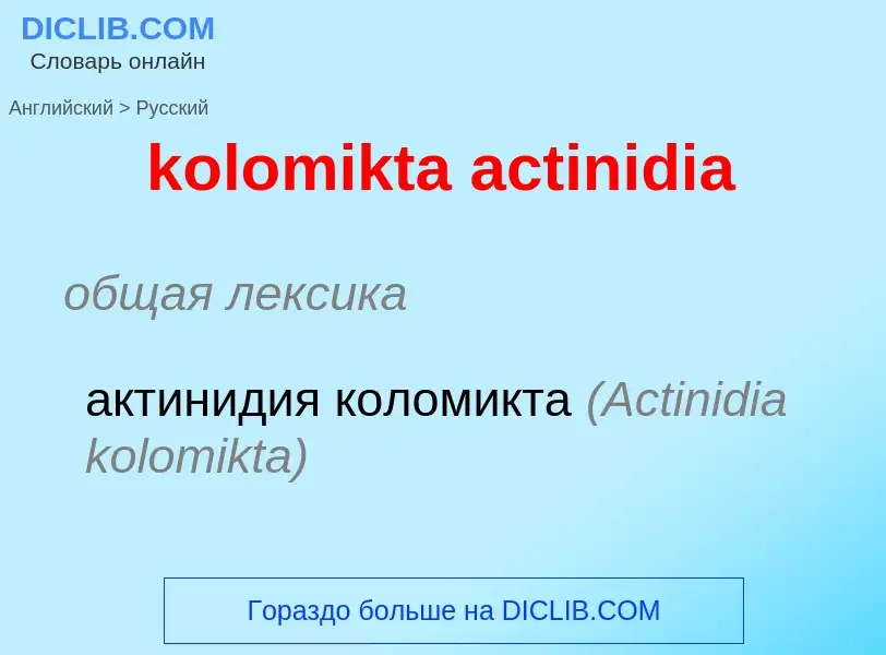 Как переводится kolomikta actinidia на Русский язык