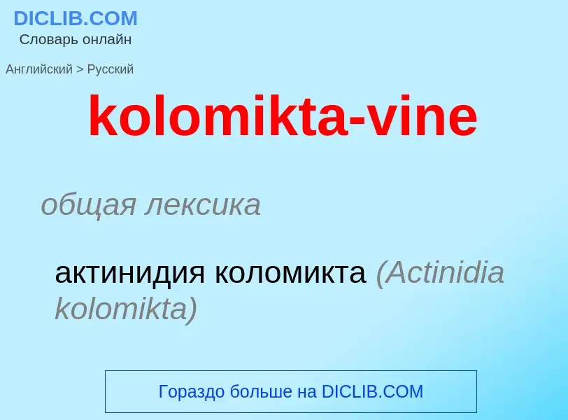 Как переводится kolomikta-vine на Русский язык