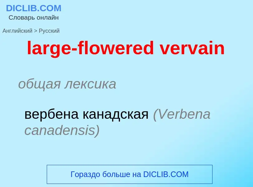 ¿Cómo se dice large-flowered vervain en Ruso? Traducción de &#39large-flowered vervain&#39 al Ruso