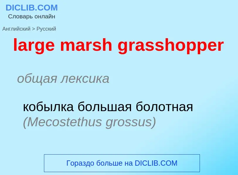 Как переводится large marsh grasshopper на Русский язык