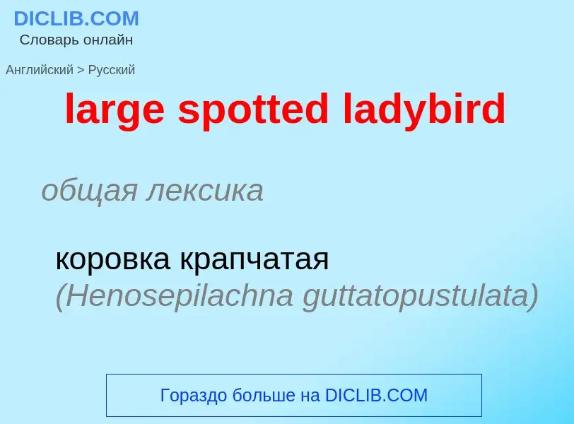 Как переводится large spotted ladybird на Русский язык