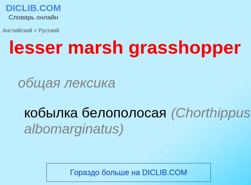 Как переводится lesser marsh grasshopper на Русский язык