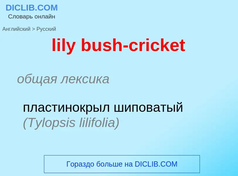 Как переводится lily bush-cricket на Русский язык