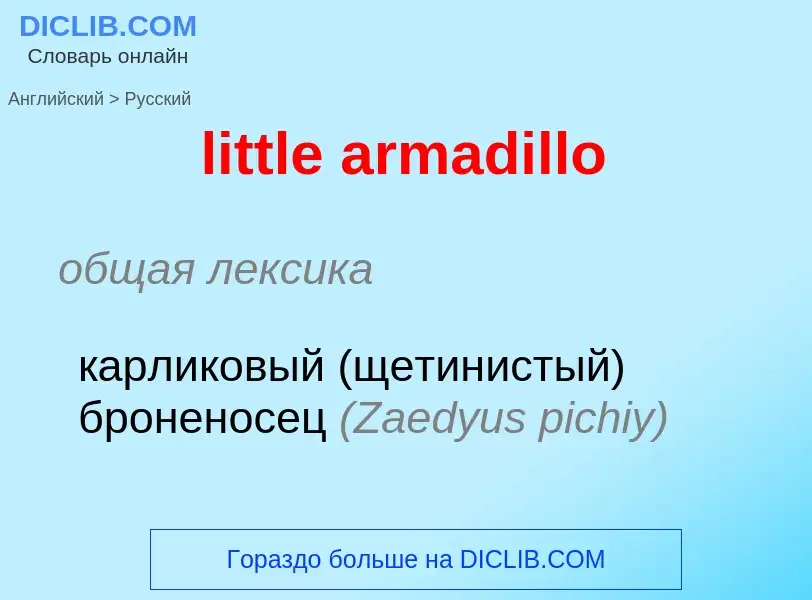 Как переводится little armadillo на Русский язык