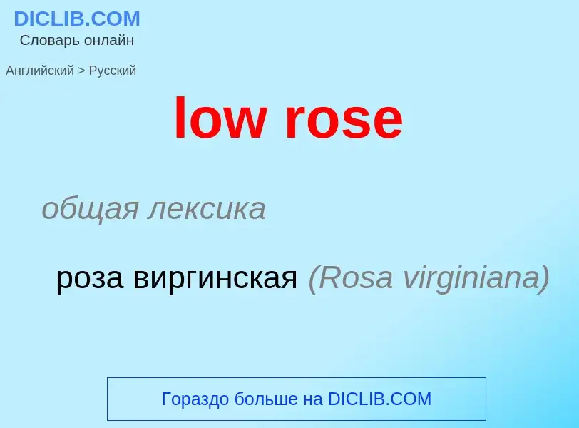 Как переводится low rose на Русский язык