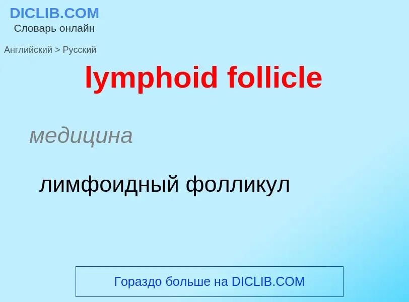 Как переводится lymphoid follicle на Русский язык