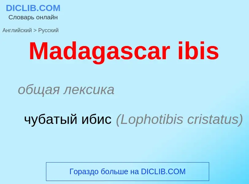 Как переводится Madagascar ibis на Русский язык