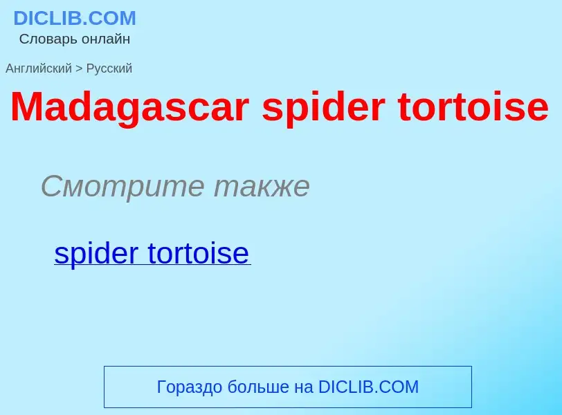 Как переводится Madagascar spider tortoise на Русский язык