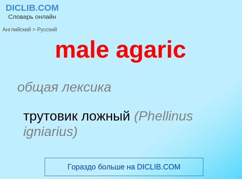 Traduction de &#39male agaric&#39 en Russe