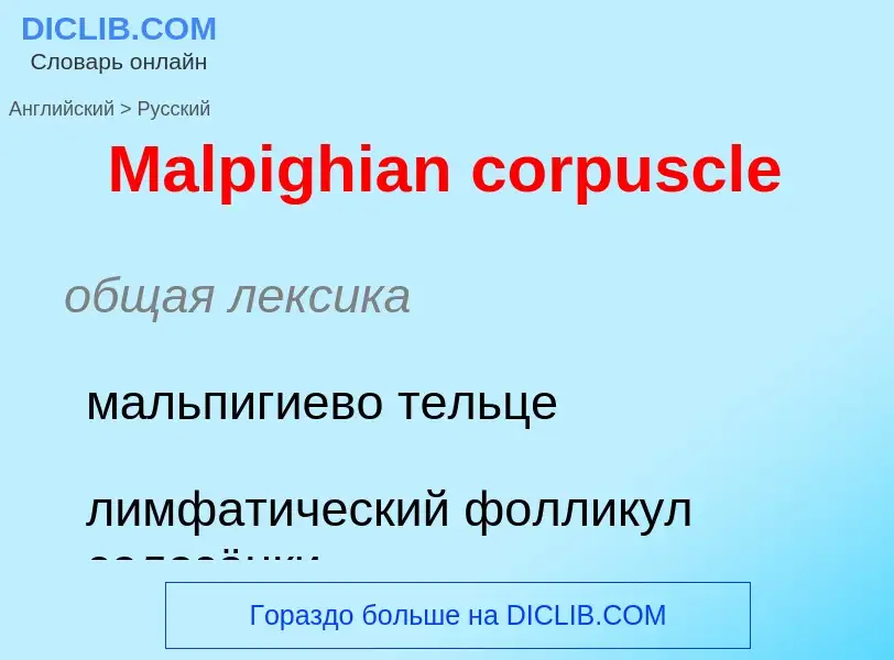 What is the Russian for Malpighian corpuscle? Translation of &#39Malpighian corpuscle&#39 to Russian