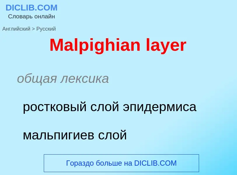 Как переводится Malpighian layer на Русский язык