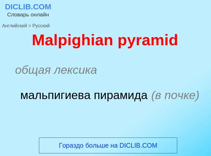 What is the Russian for Malpighian pyramid? Translation of &#39Malpighian pyramid&#39 to Russian