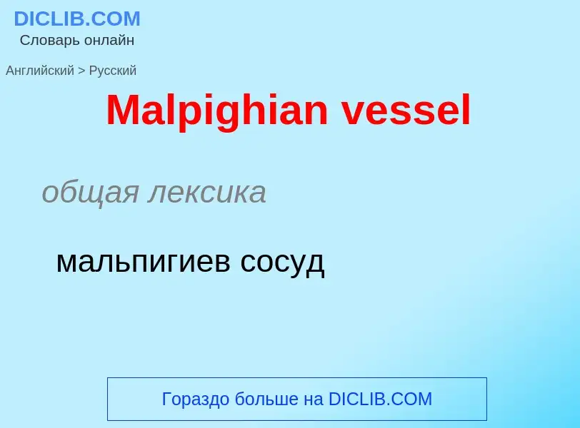 Как переводится Malpighian vessel на Русский язык