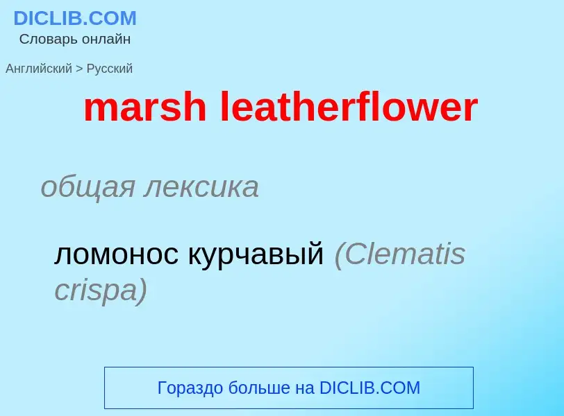 ¿Cómo se dice marsh leatherflower en Ruso? Traducción de &#39marsh leatherflower&#39 al Ruso