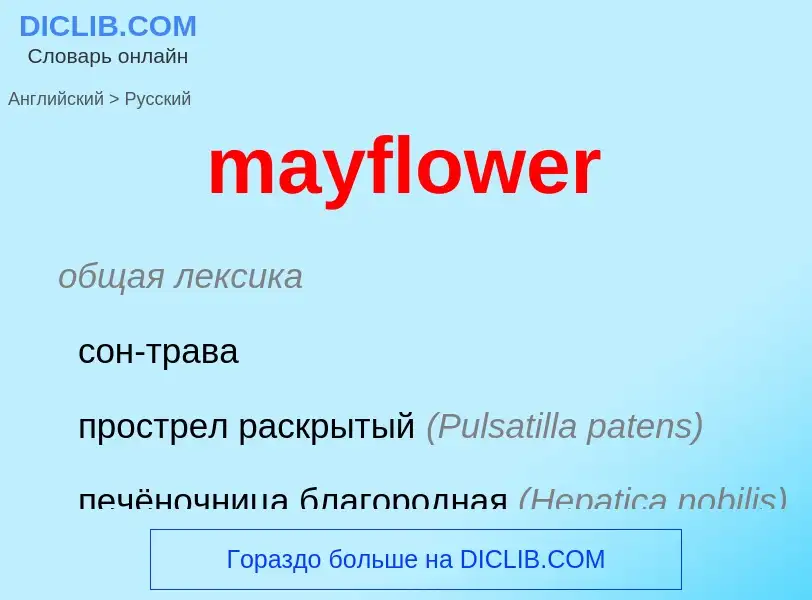 What is the Russian for mayflower? Translation of &#39mayflower&#39 to Russian