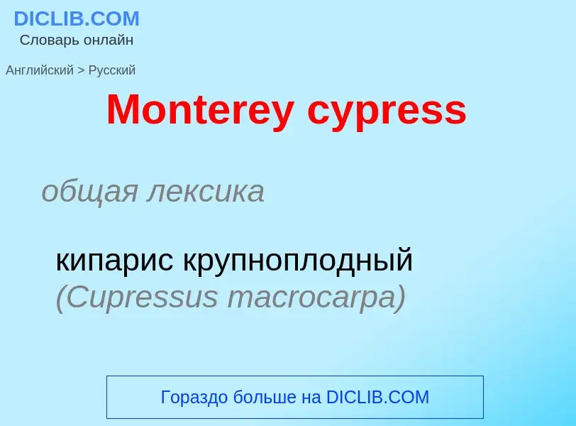 Как переводится Monterey cypress на Русский язык