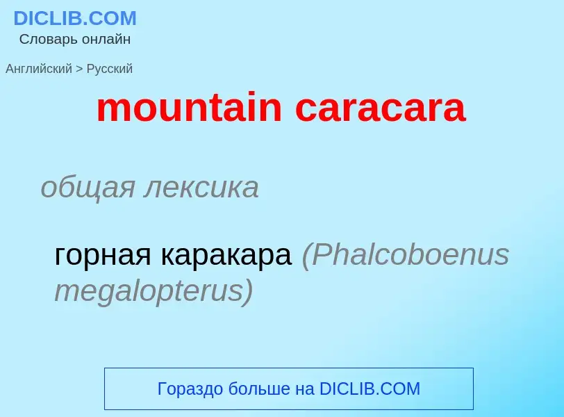 Как переводится mountain caracara на Русский язык