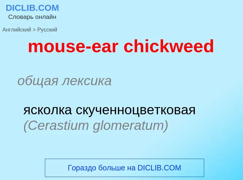 Vertaling van &#39mouse-ear chickweed&#39 naar Russisch