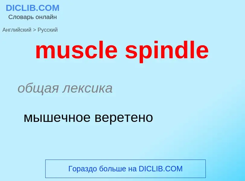 Как переводится muscle spindle на Русский язык