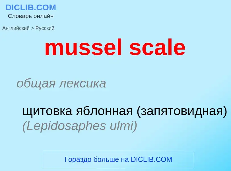 Как переводится mussel scale на Русский язык