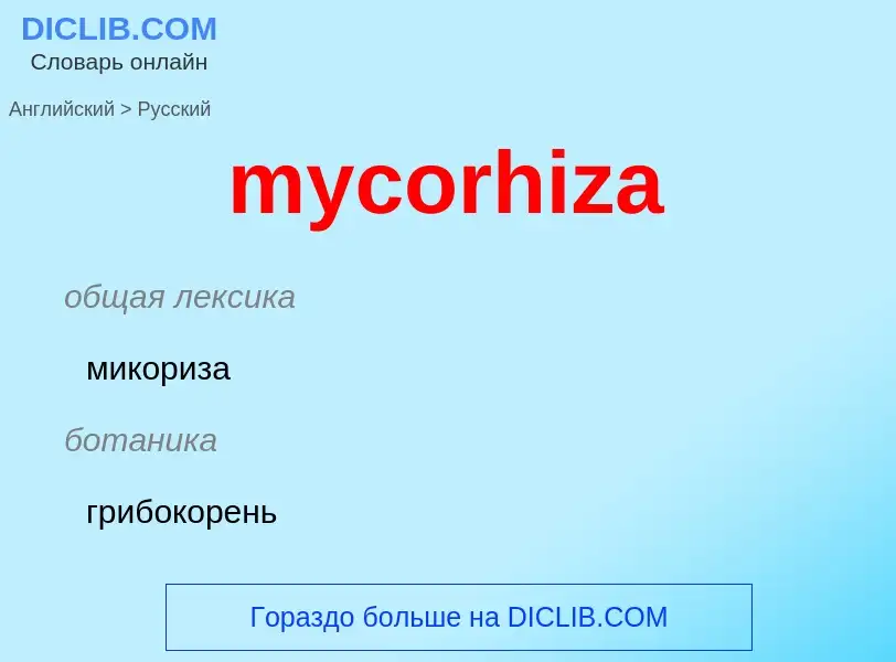 Как переводится mycorhiza на Русский язык