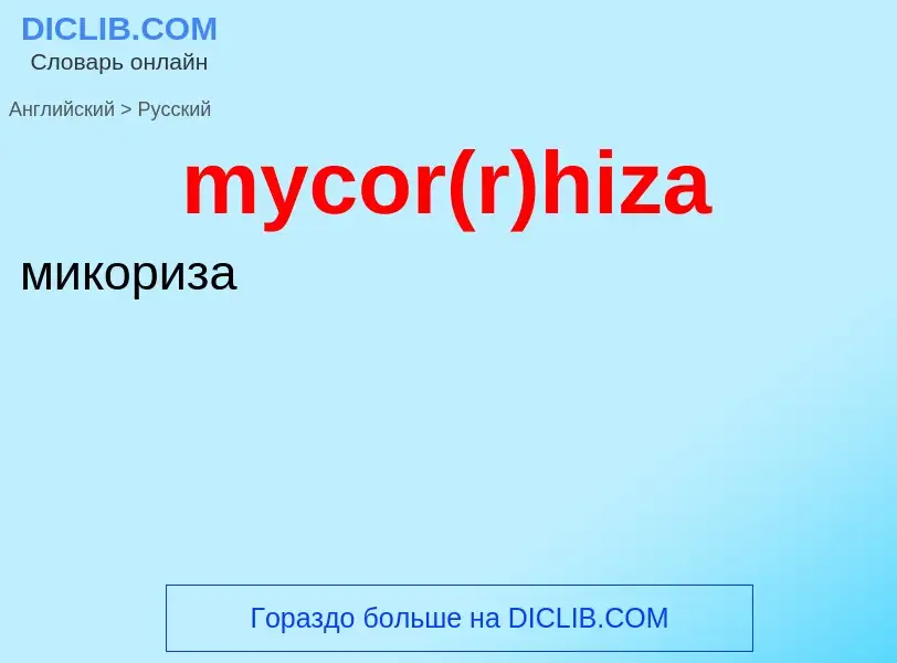 Como se diz mycor(r)hiza em Russo? Tradução de &#39mycor(r)hiza&#39 em Russo