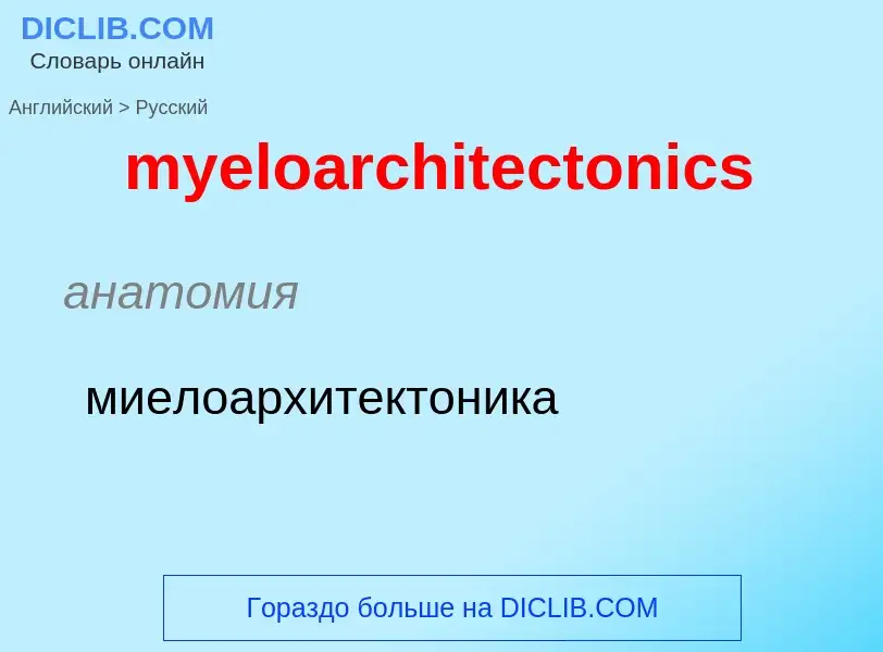 Как переводится myeloarchitectonics на Русский язык