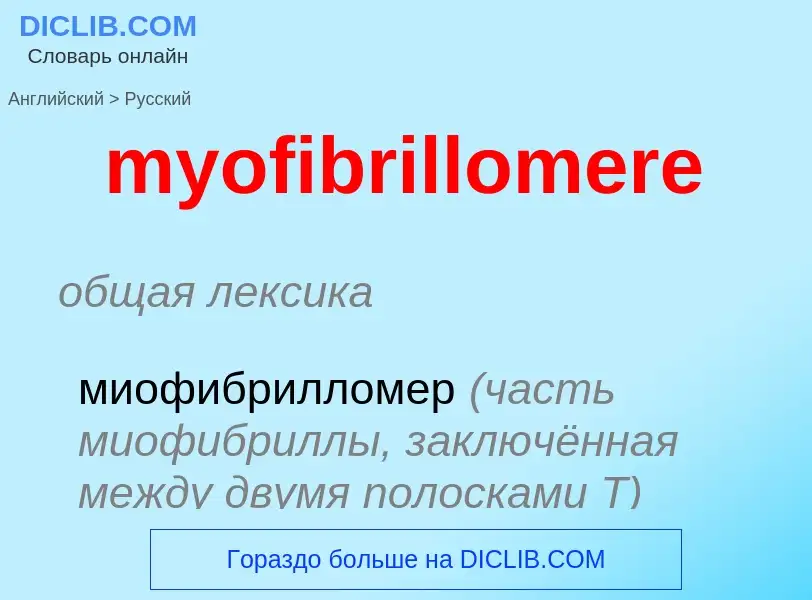 Как переводится myofibrillomere на Русский язык