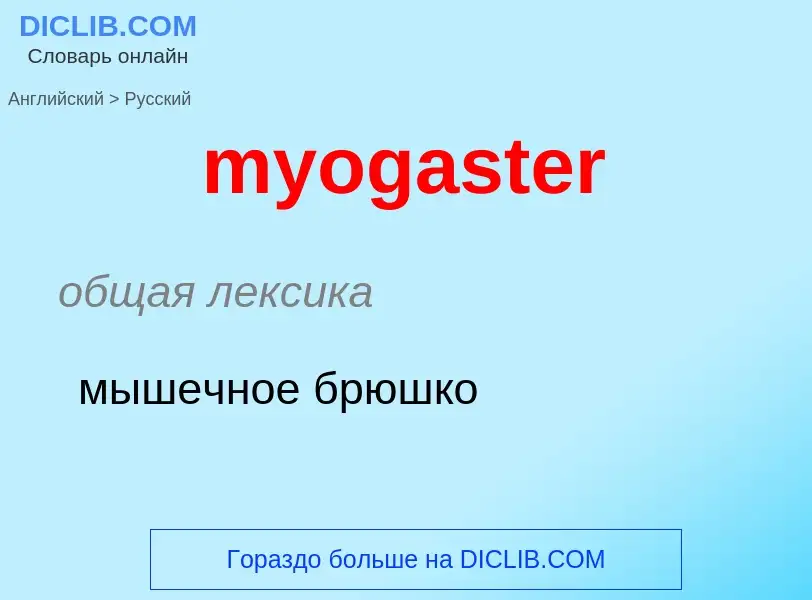 Как переводится myogaster на Русский язык