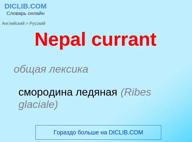 ¿Cómo se dice Nepal currant en Ruso? Traducción de &#39Nepal currant&#39 al Ruso