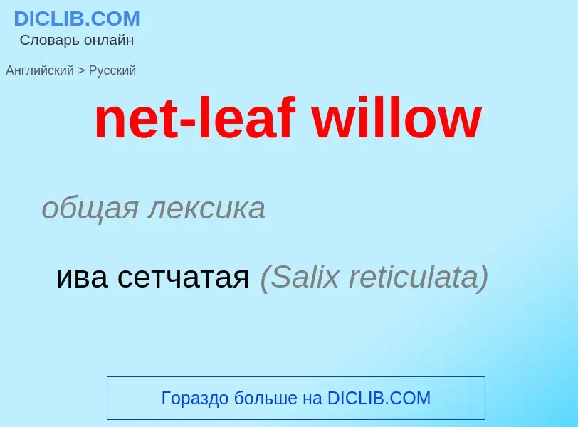 Как переводится net-leaf willow на Русский язык