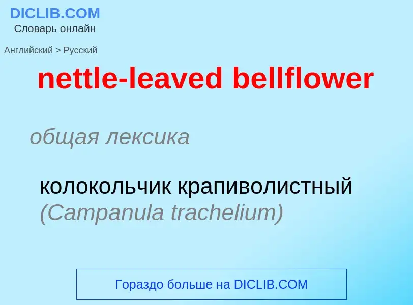 Como se diz nettle-leaved bellflower em Russo? Tradução de &#39nettle-leaved bellflower&#39 em Russo