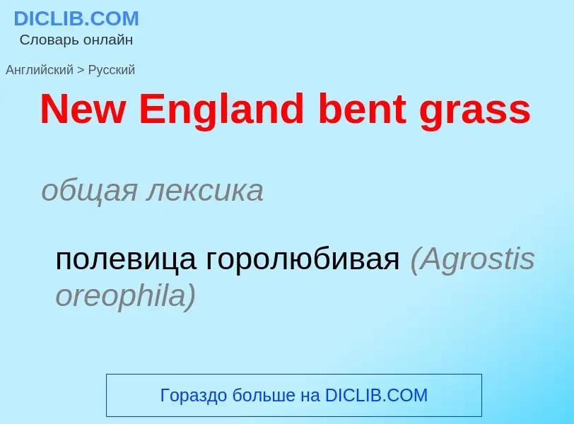 ¿Cómo se dice New England bent grass en Ruso? Traducción de &#39New England bent grass&#39 al Ruso